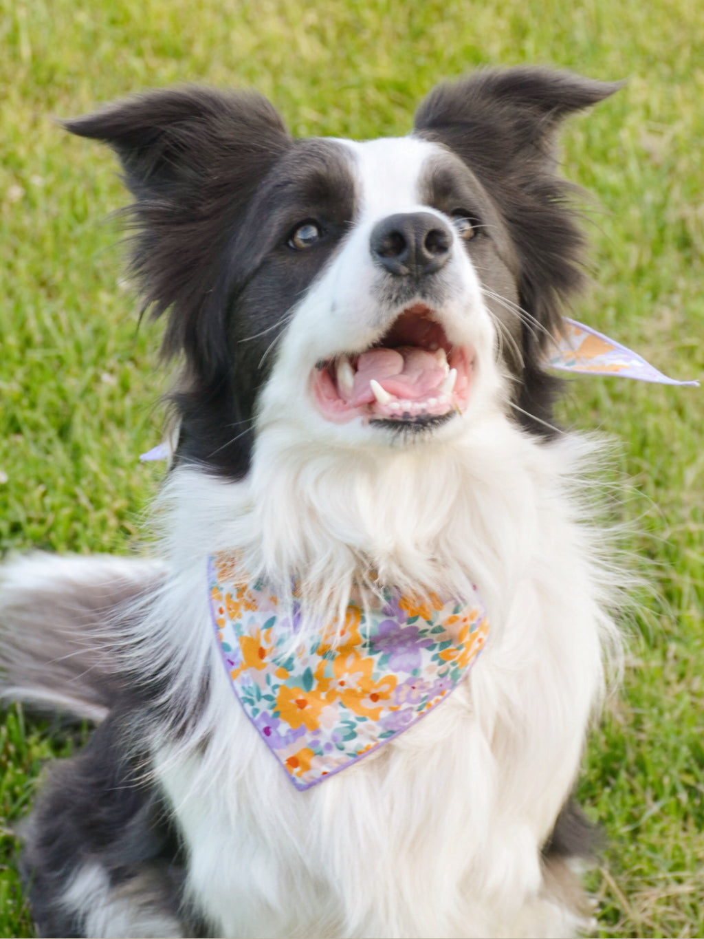 Pastel Purrfection Bandana