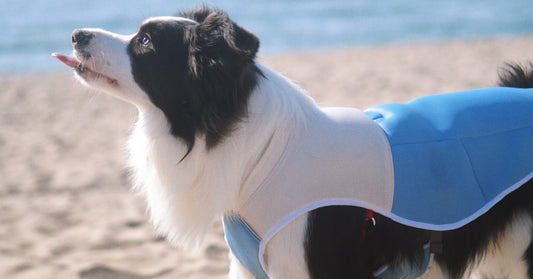 Beach day with Waffle: Fun, Sun, and Style.