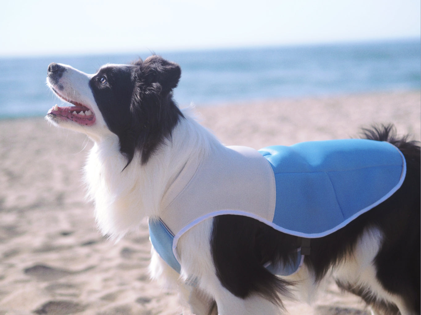 ChillPaw Cooling Vest