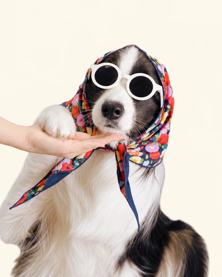 Waffle in a floral bandana, dressed by a helping hand