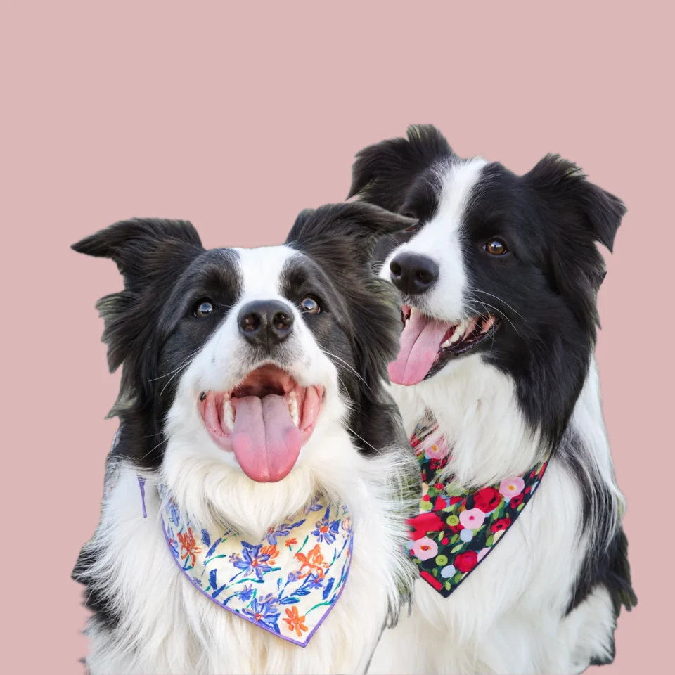 Waffle in a Garden Gala bandana and Pepsi in a Party Bloom bandana, two border collies side by side