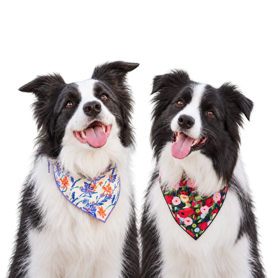 Waffle in a Garden Gala bandana and Pepsi in a Party Bloom bandana, two border collies side by side