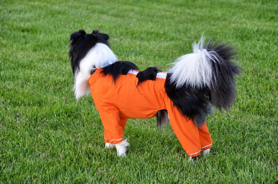 Waffle wearing his two-piece raincoat on the grass