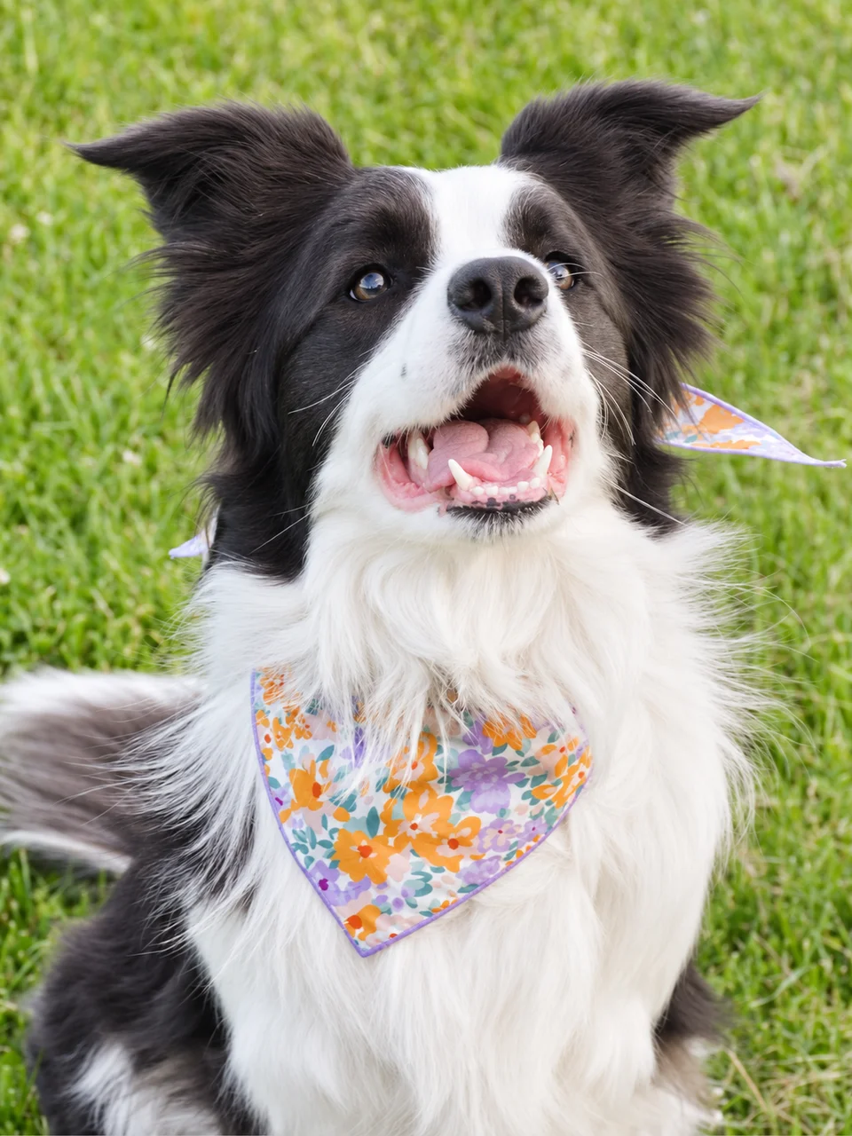 Pastel Purrfection Bandana, photo 4 of 4