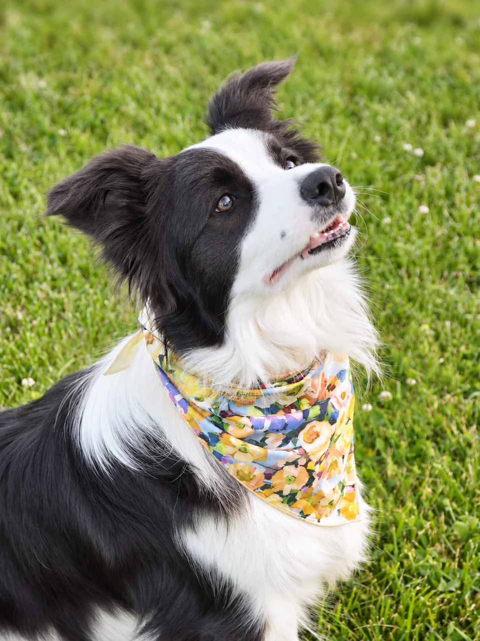 Spring Serenade Bandana, photo 4 of 6