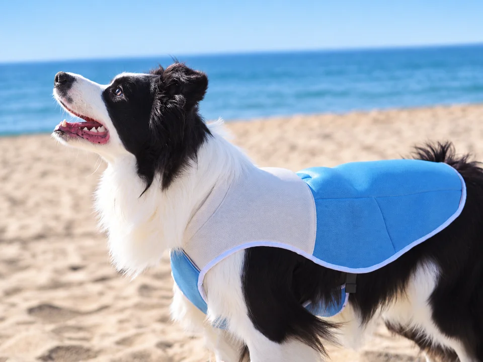 ChillPaw Cooling Vest, photo 5 of 6