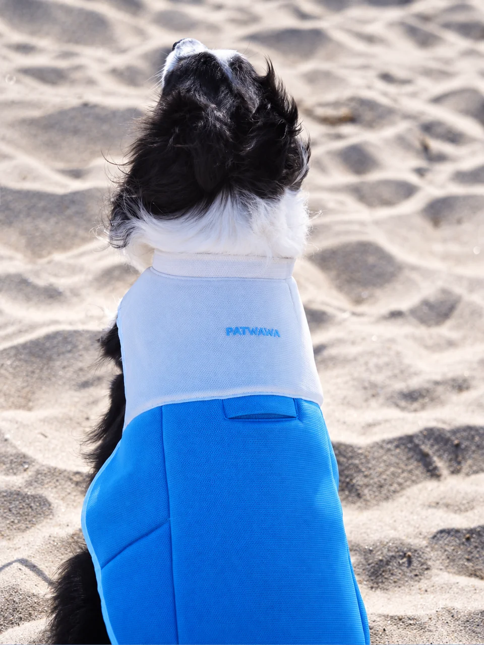 Waffle at the beach in the ChillPaw cooling vest