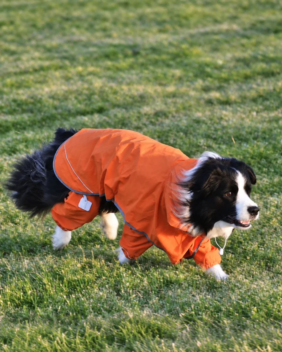 Pepsi on the grass in the orange BrightGuard Duo Raincoat